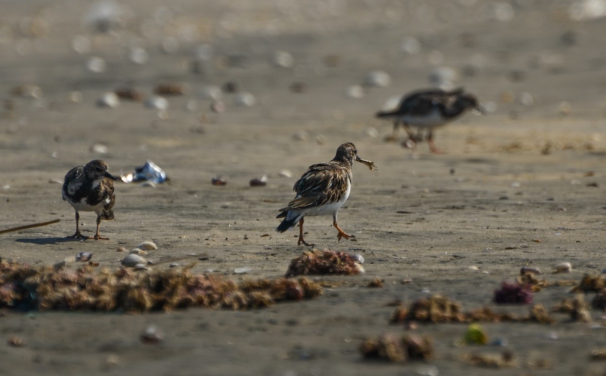 Tournepierre à collier - ML623065213
