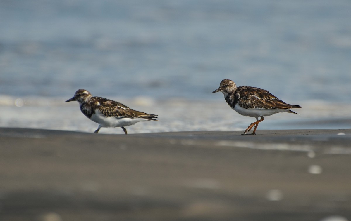 Tournepierre à collier - ML623065214