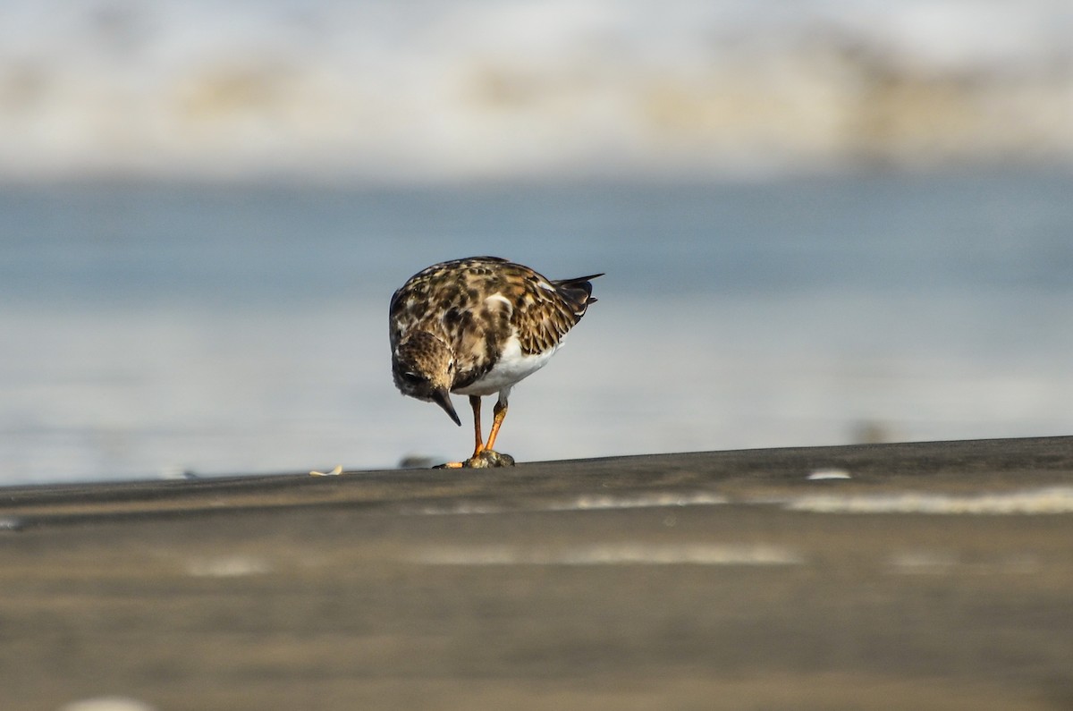 Tournepierre à collier - ML623065217