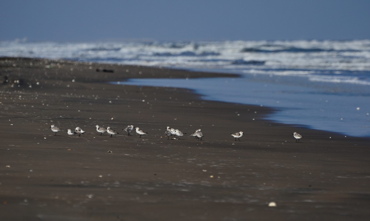 Bécasseau sanderling - ML623065224