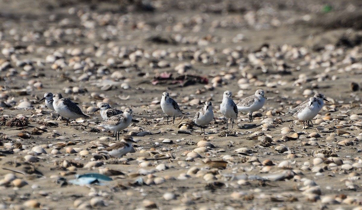 Bécasseau sanderling - ML623065228