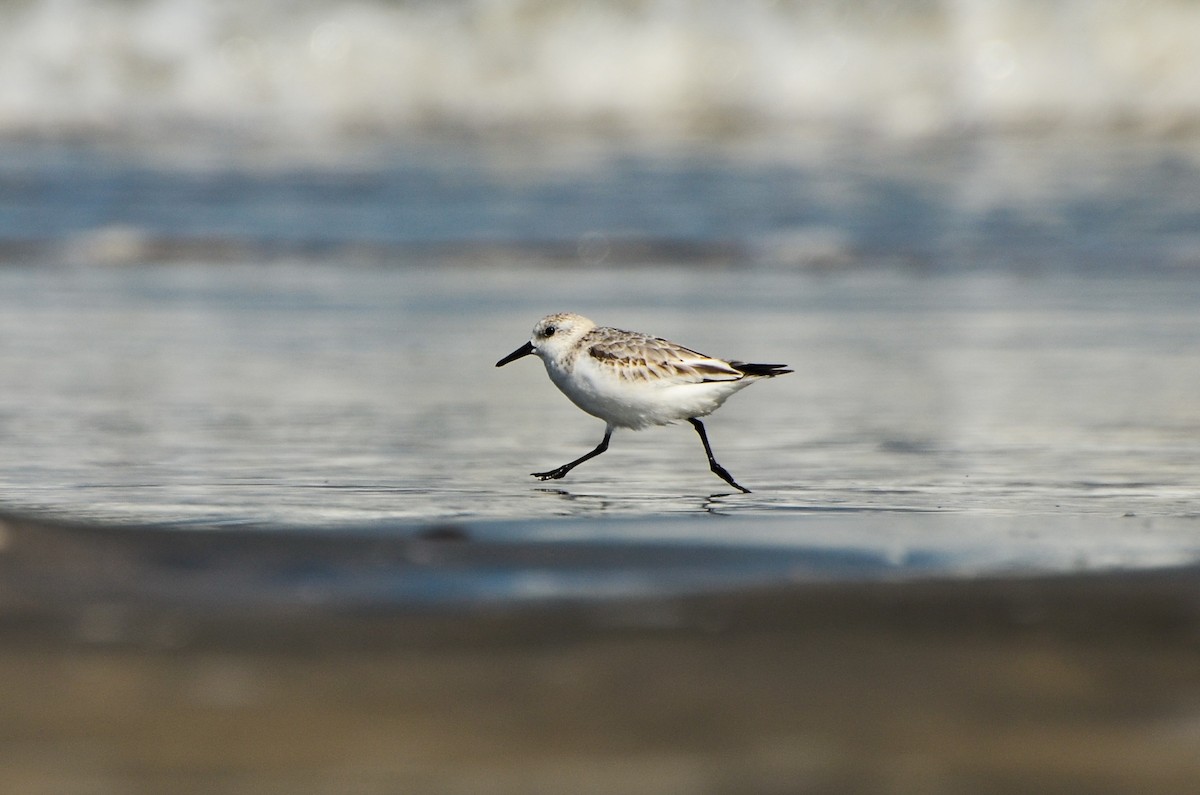 Bécasseau sanderling - ML623065232