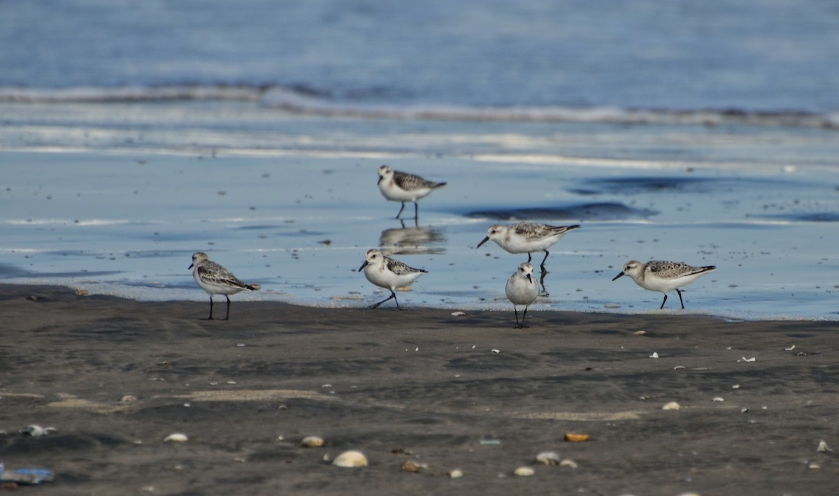 Bécasseau sanderling - ML623065233