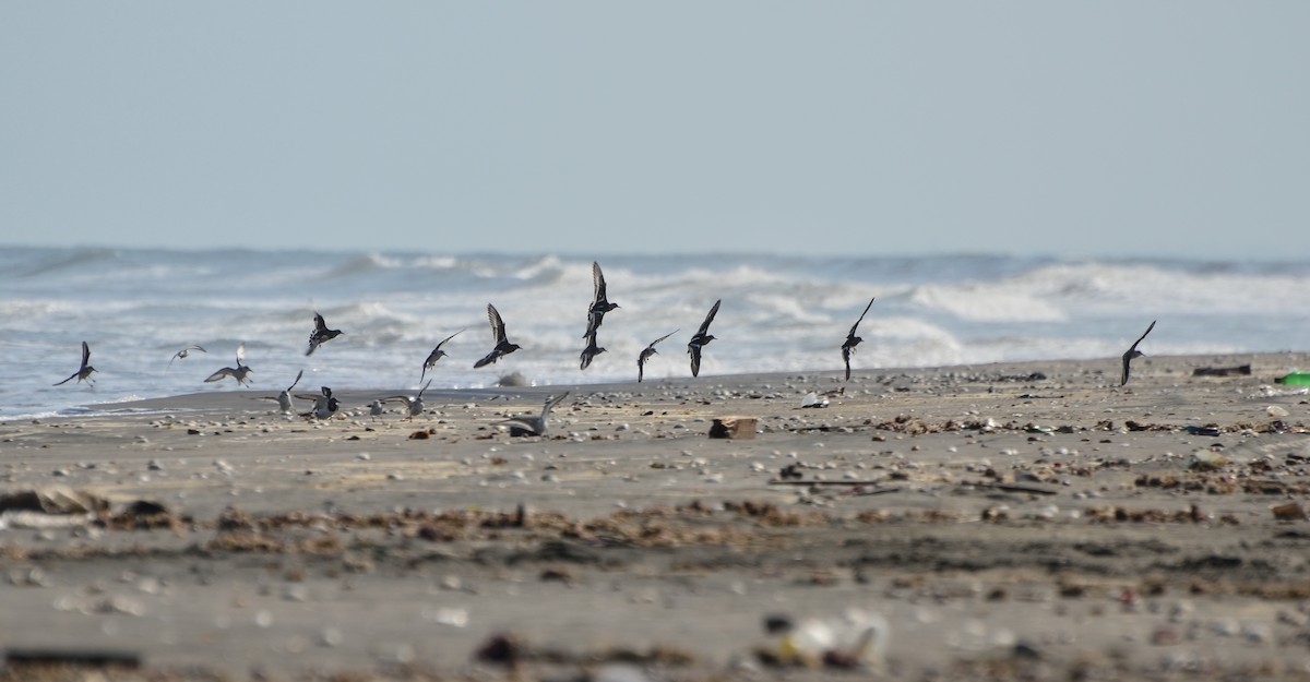 Bécasseau sanderling - ML623065234