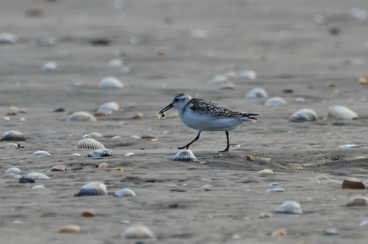 Bécasseau sanderling - ML623065236