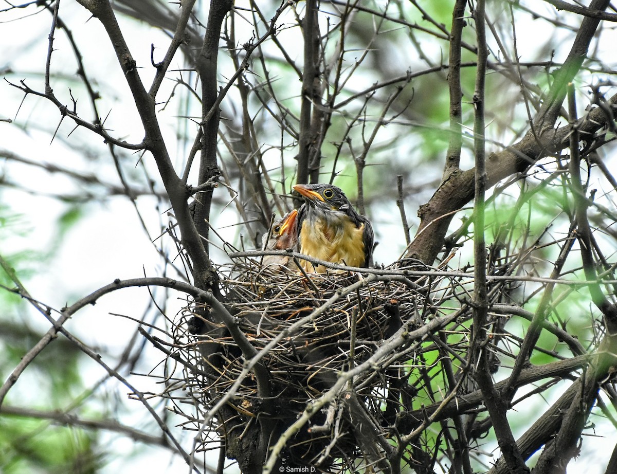 斑翅鳳頭鵑 - ML623065261