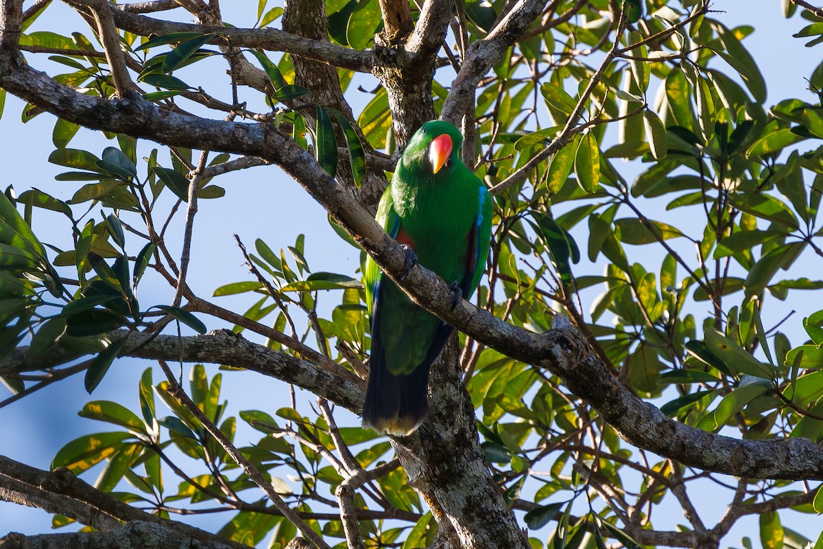 Loro Ecléctico de Nueva Guinea - ML623065321