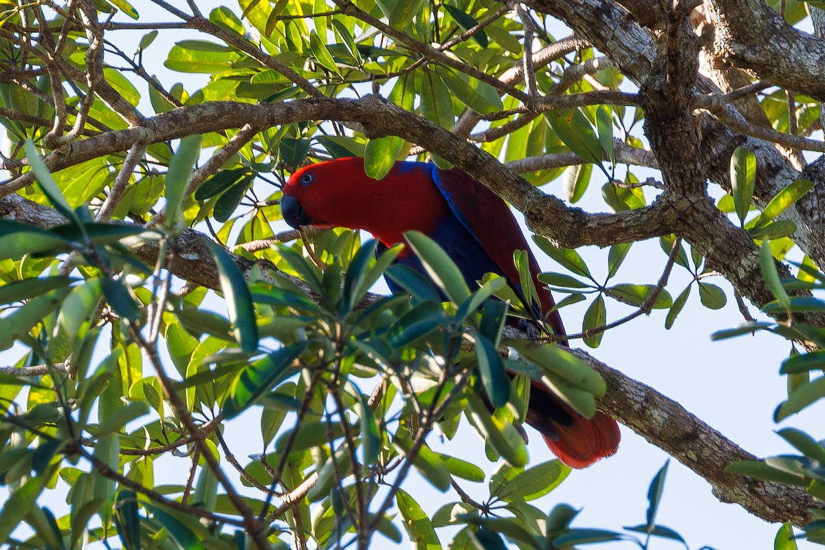 Loro Ecléctico de Nueva Guinea - ML623065323