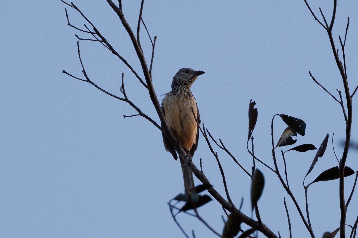 Fawn-breasted Bowerbird - ML623065329