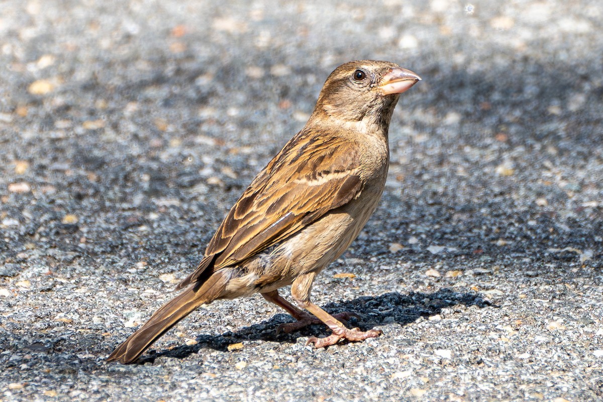 House Sparrow - Breck Haining