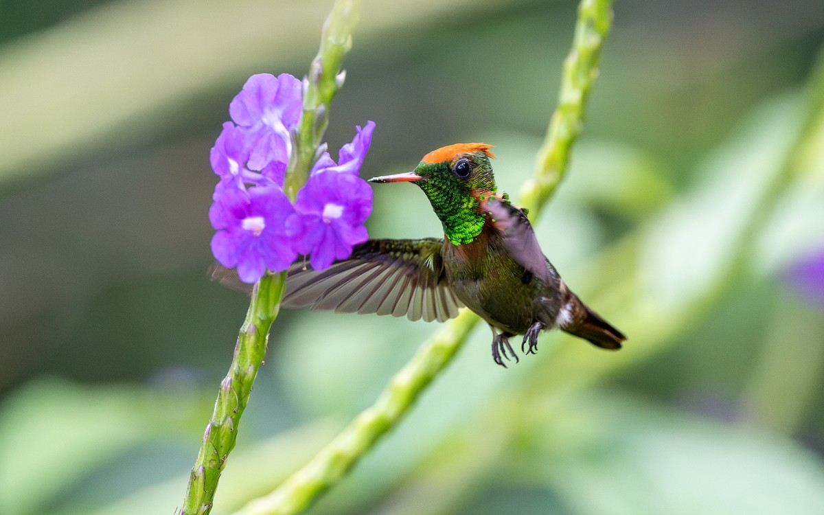 Tufted Coquette - ML623065353