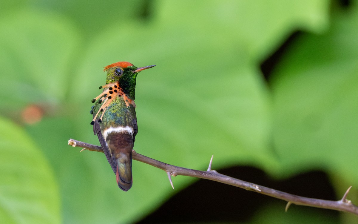 Tufted Coquette - ML623065354