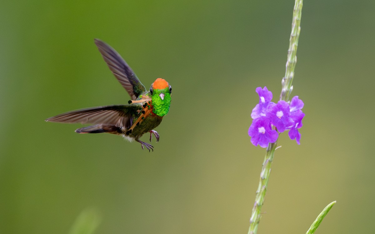 Tufted Coquette - ML623065362