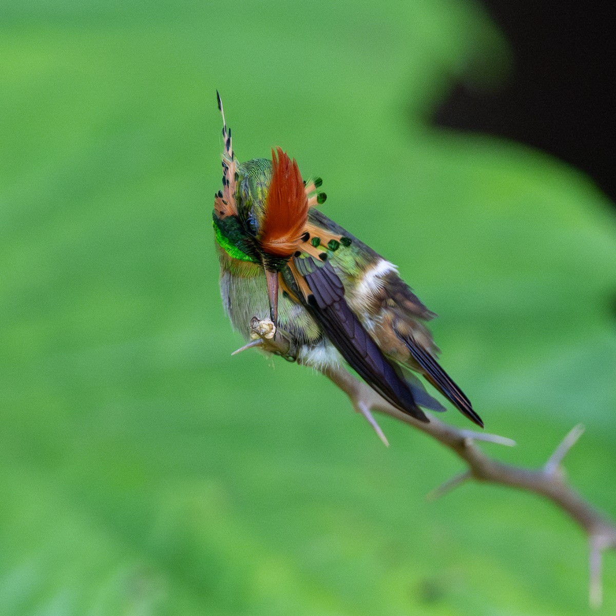 Tufted Coquette - ML623065363