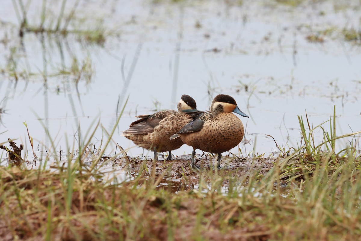 Blue-billed Teal - ML623065367