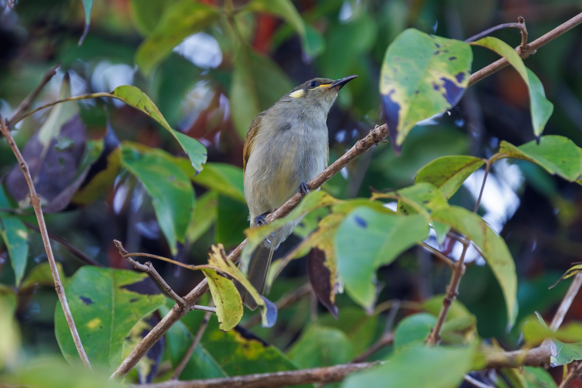 Graceful Honeyeater - ML623065371