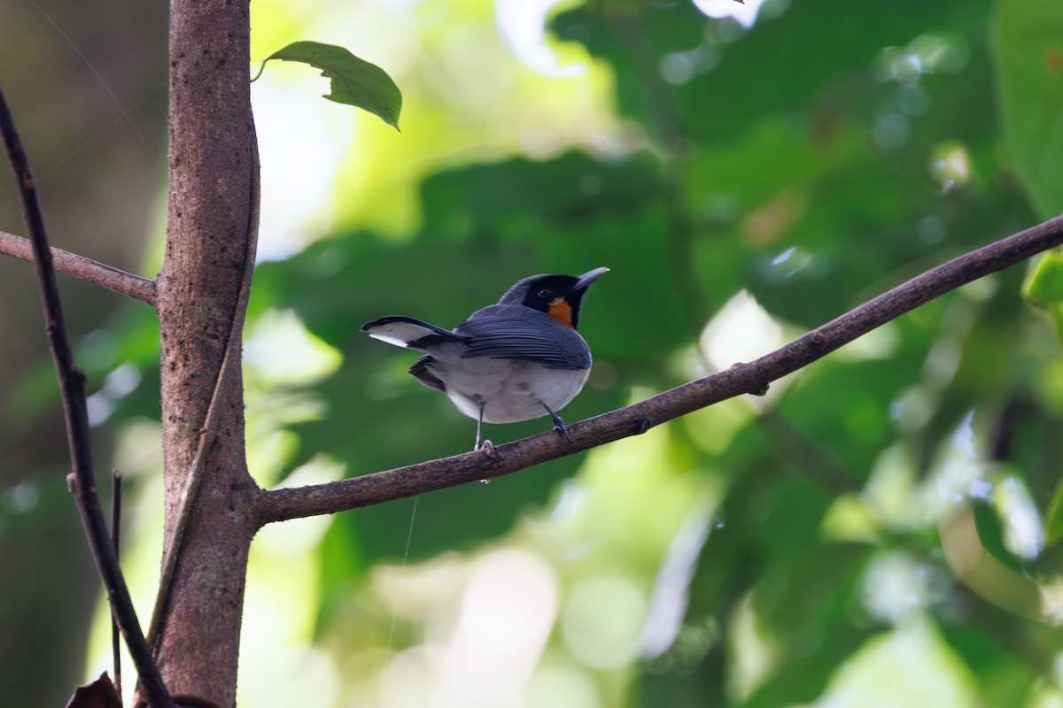 Spectacled Monarch (Spectacled) - Neil Broekhuizen