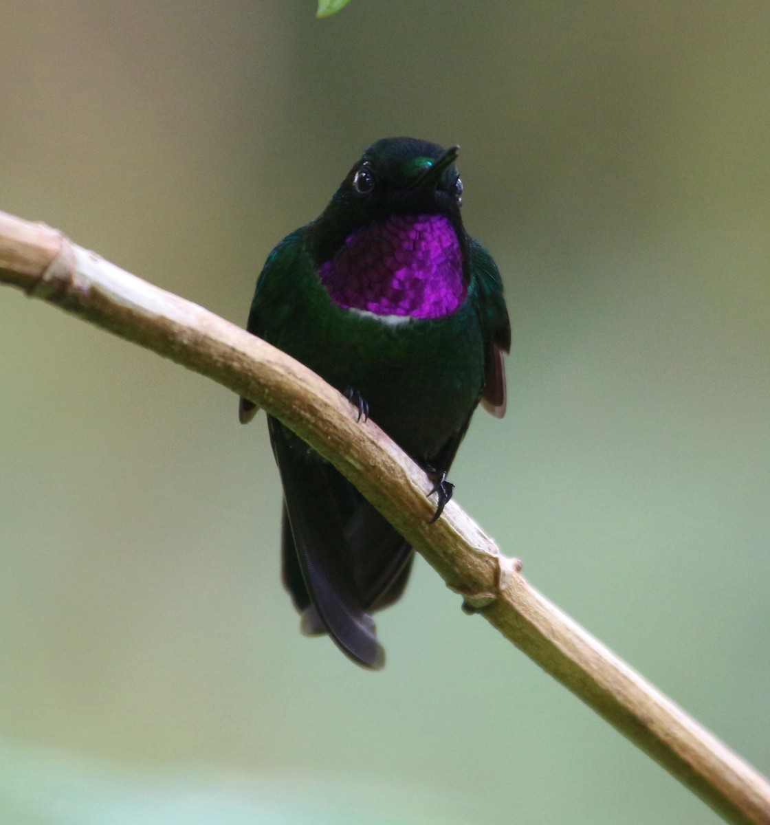 Colibrí Pectoral - ML62306541