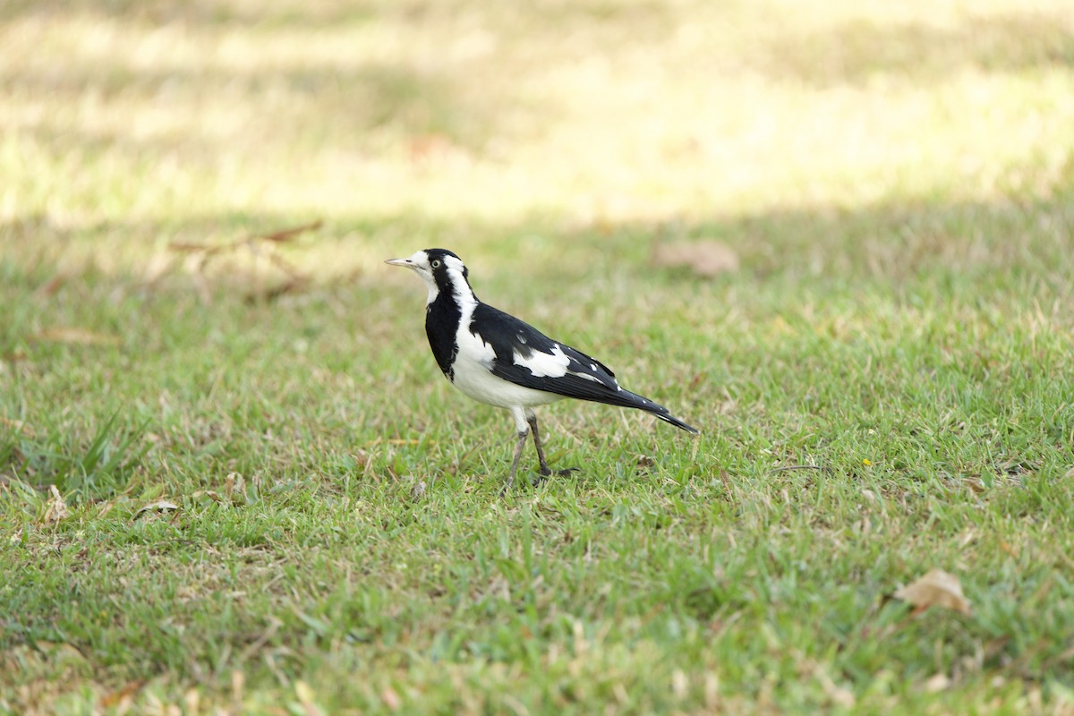 Magpie-lark - ML623065415