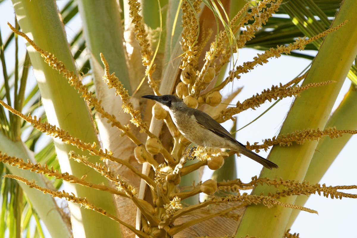 Little Friarbird - ML623065422