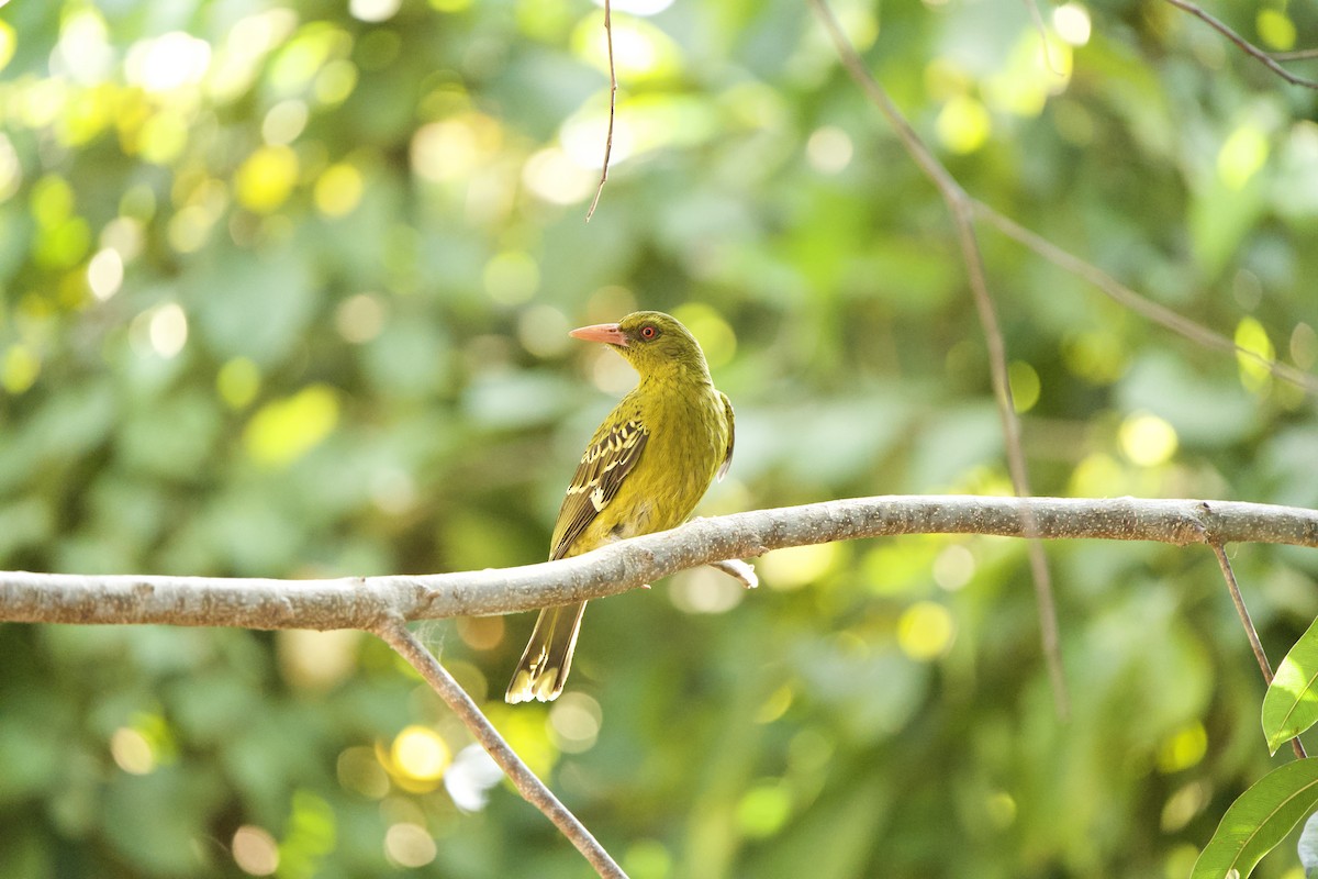 Green Oriole - ML623065427