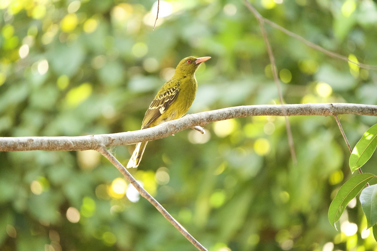 Green Oriole - ML623065432