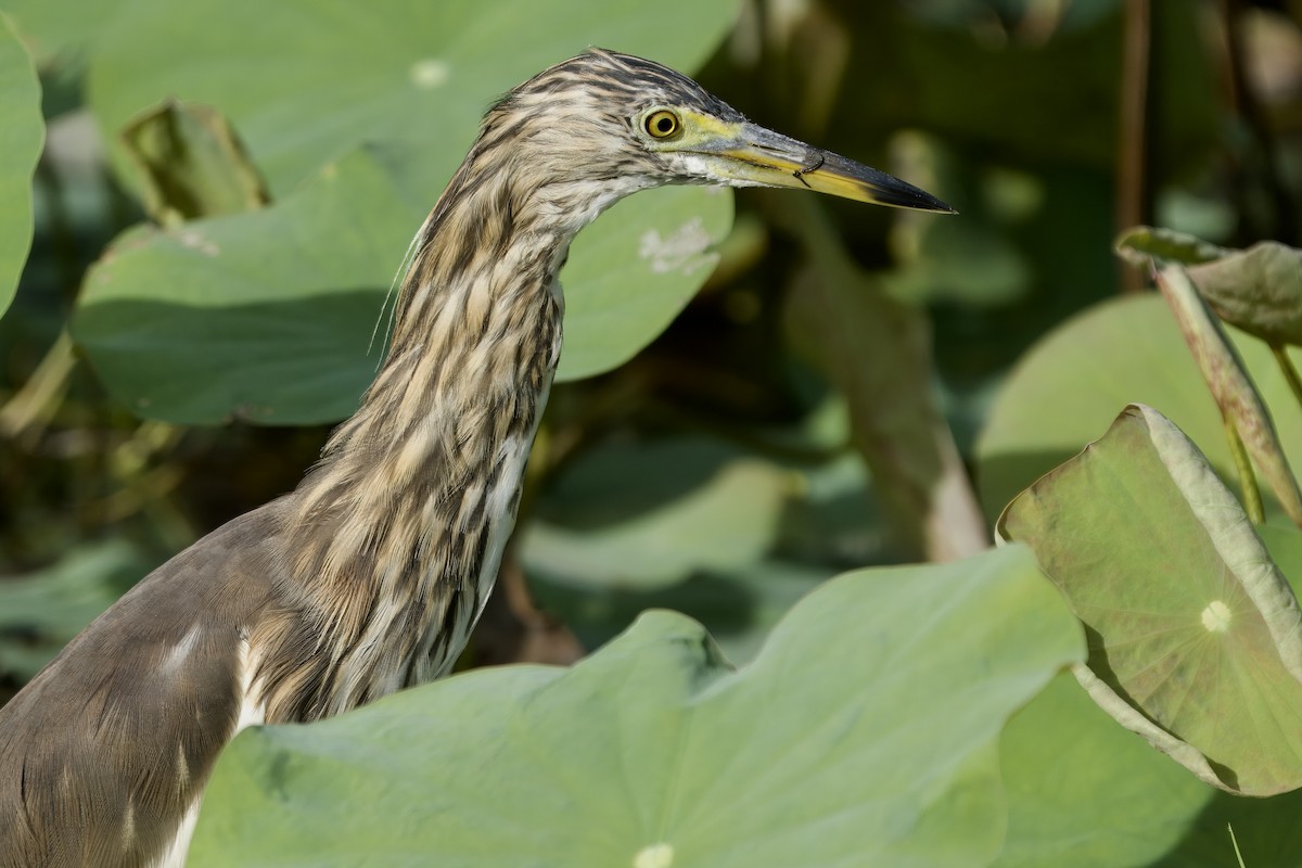 pond-heron sp. - ML623065443