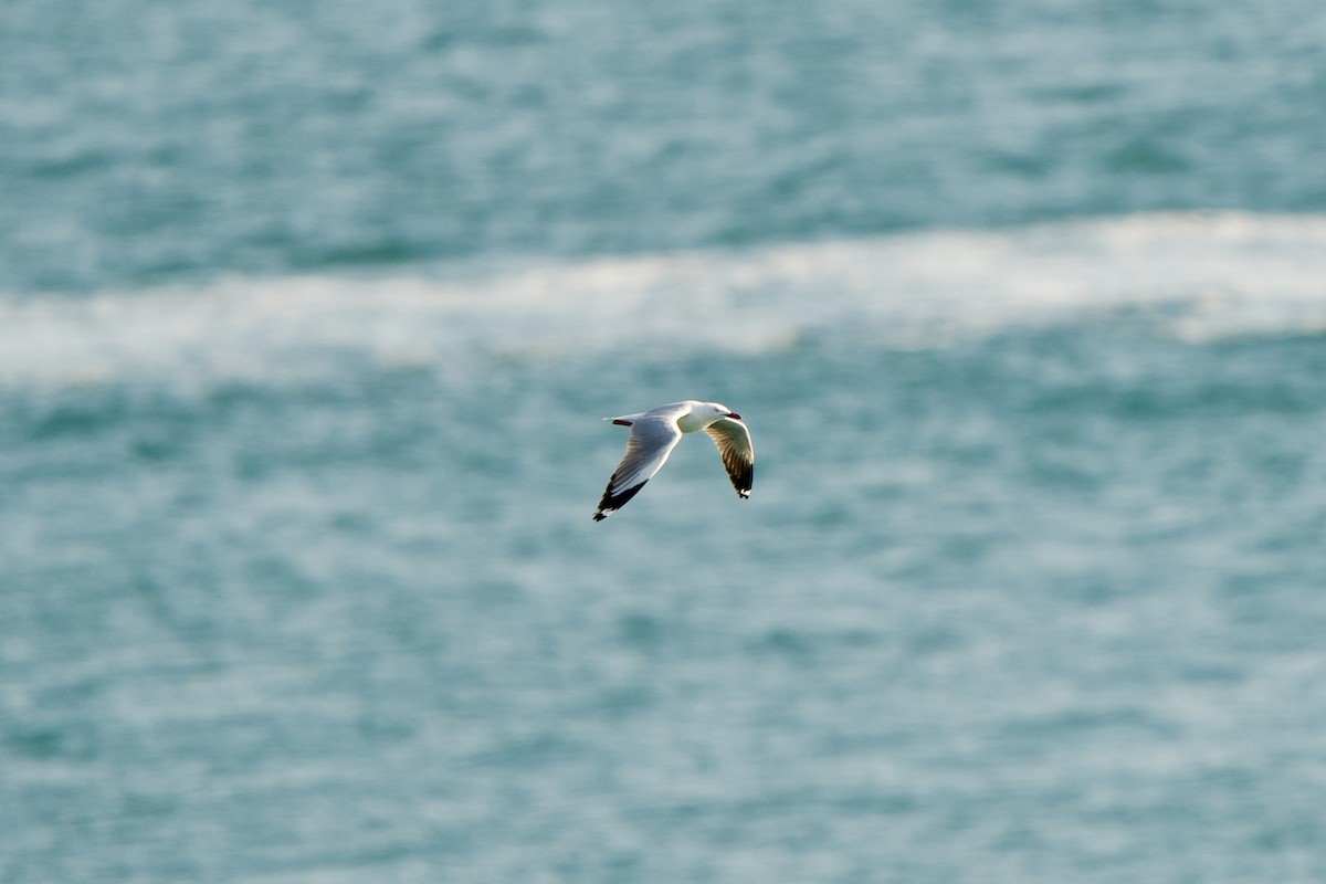 Silver Gull - ML623065464