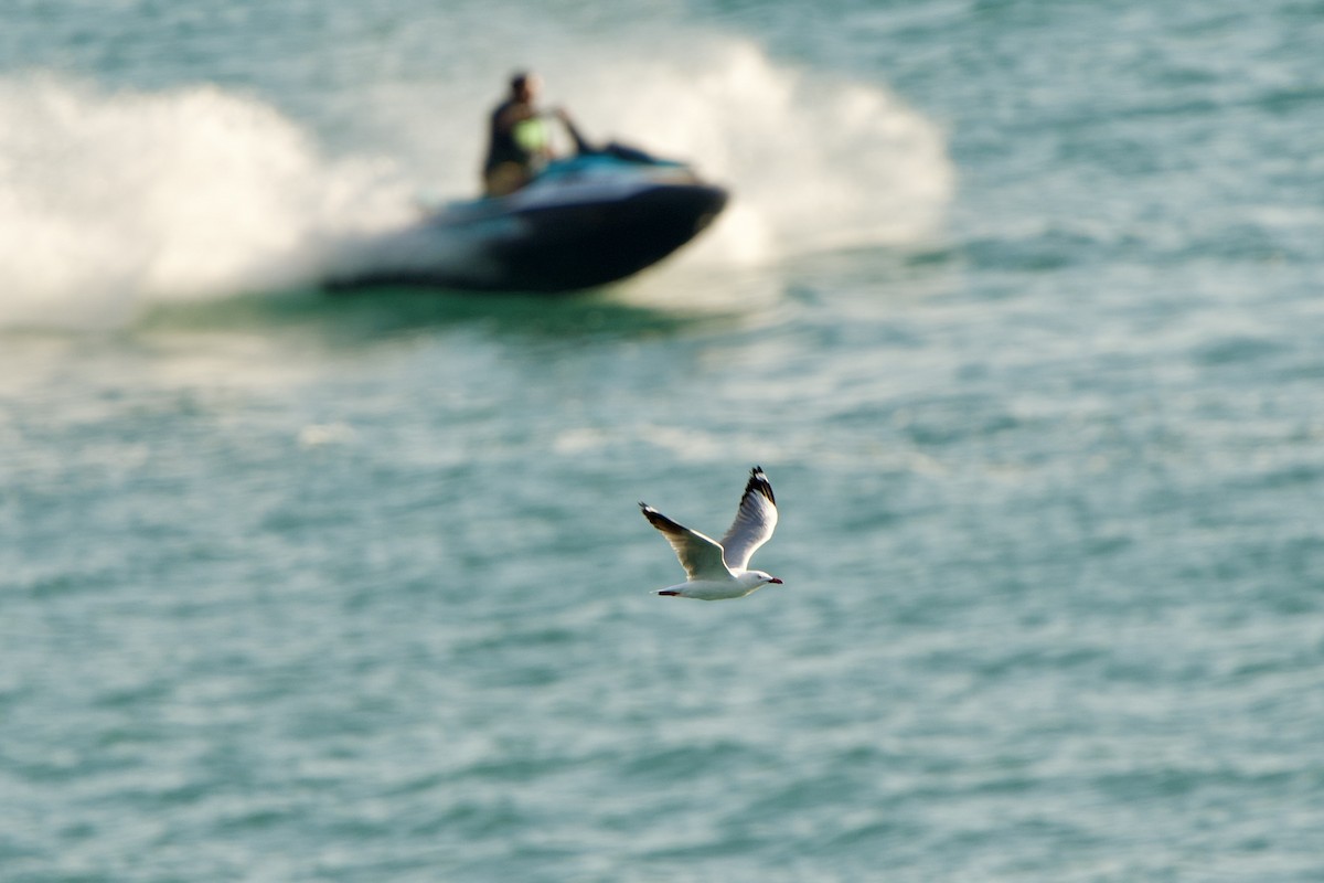 Silver Gull - ML623065465