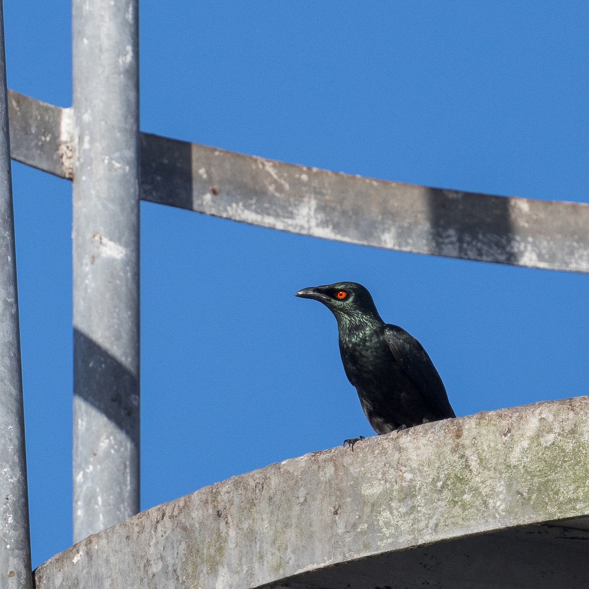 Singing Starling - ML623065468