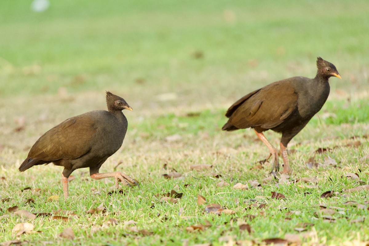 Orange-footed Megapode - ML623065470