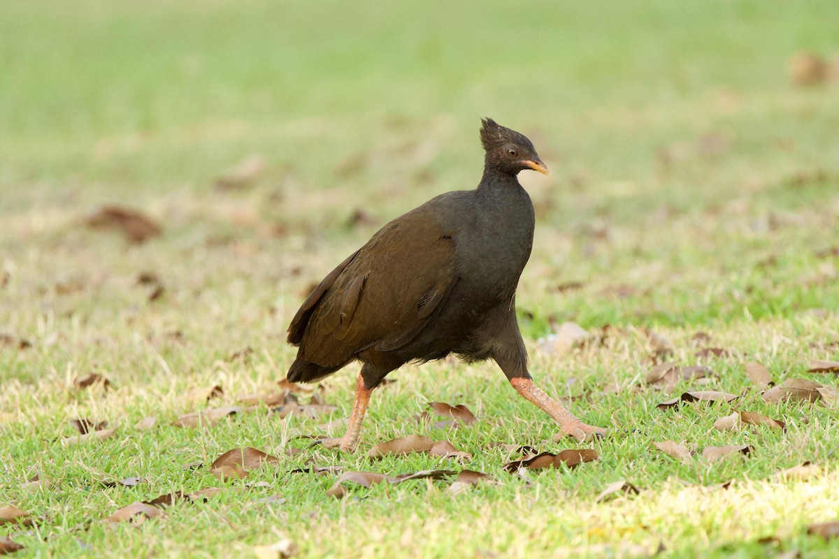 Orange-footed Megapode - ML623065471