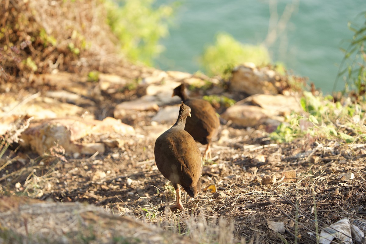 Orange-footed Megapode - ML623065479