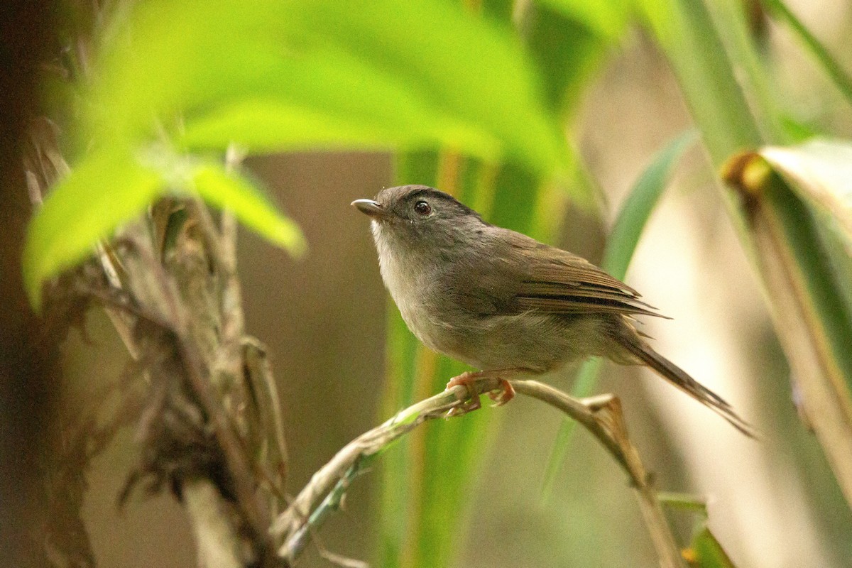 Mountain Fulvetta - Harmeet Basur