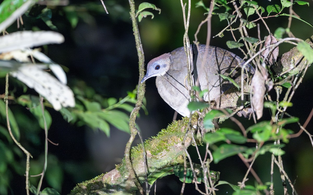 Great Tinamou - ML623065604