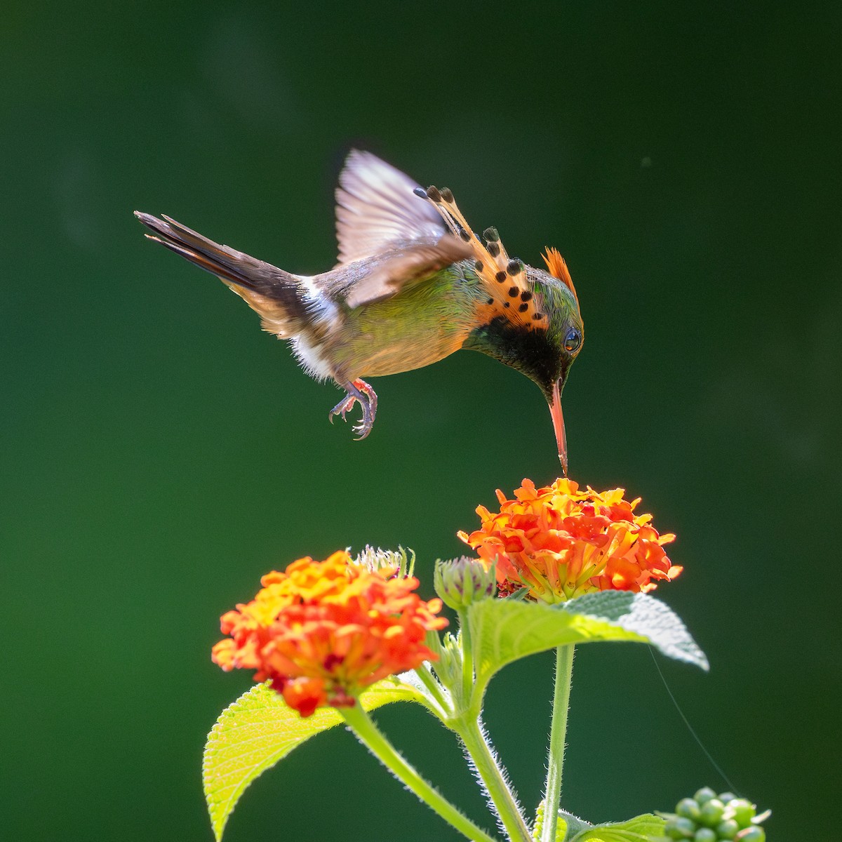 Tufted Coquette - ML623065678