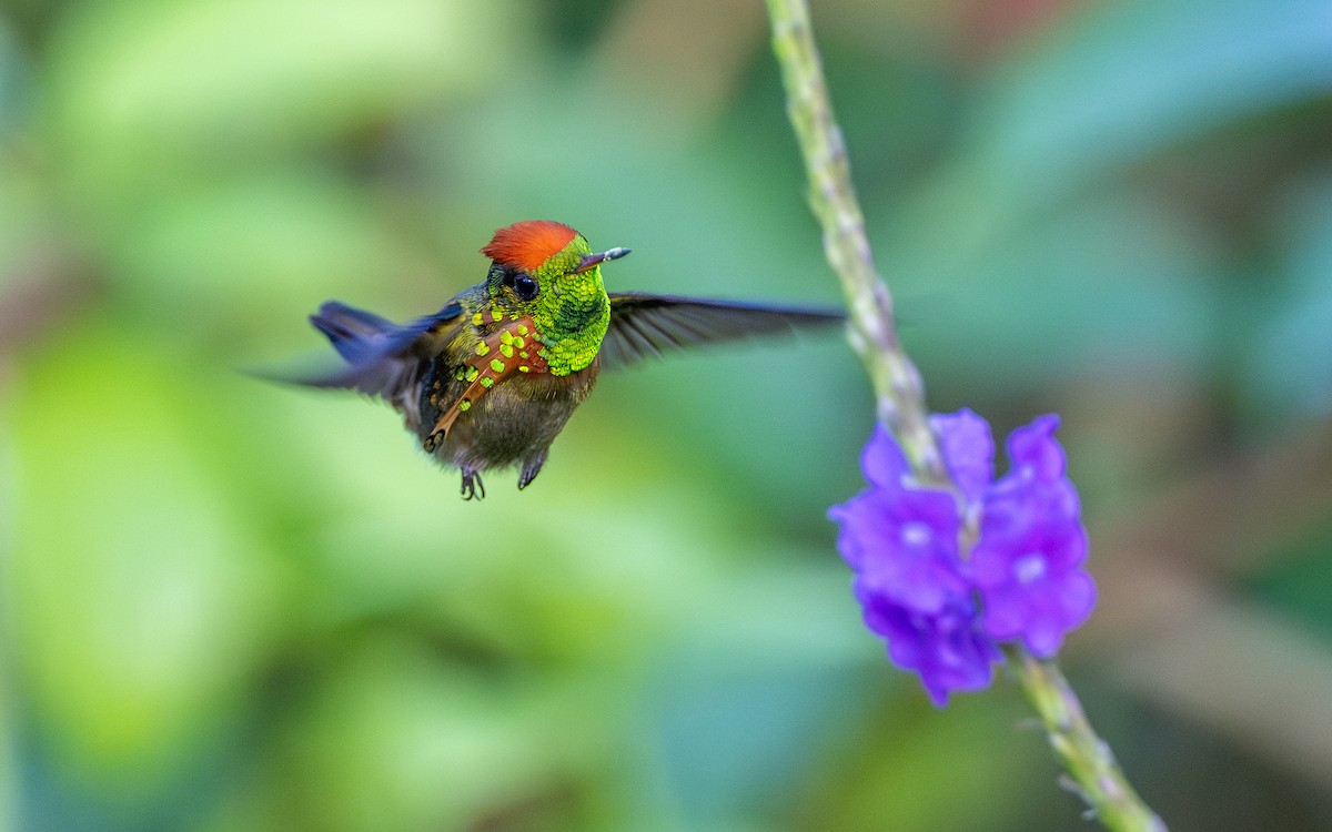 Tufted Coquette - ML623065679