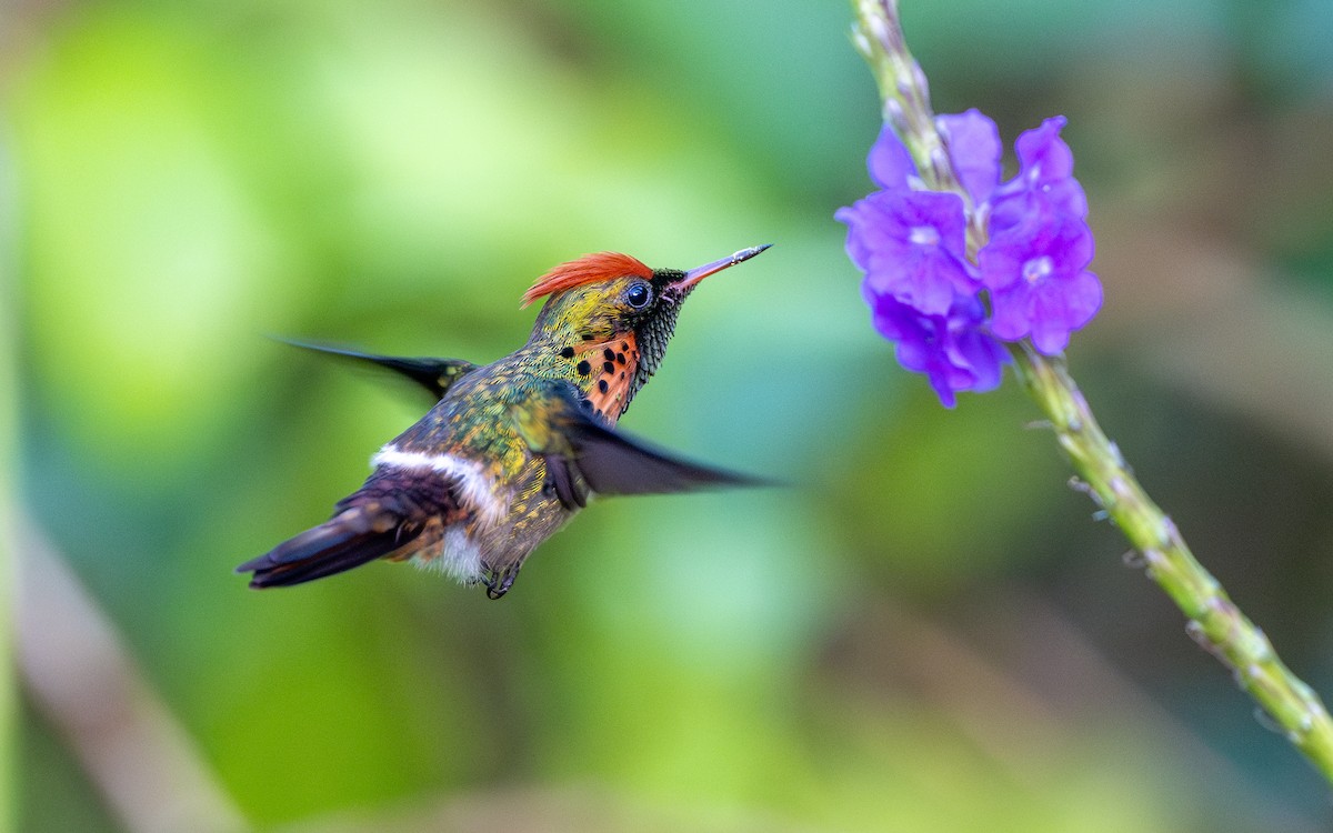 Tufted Coquette - ML623065680