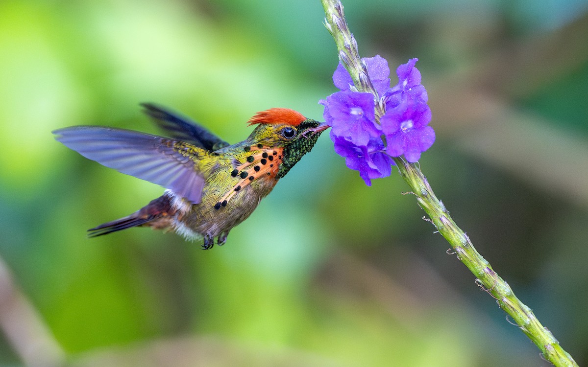 Tufted Coquette - ML623065681