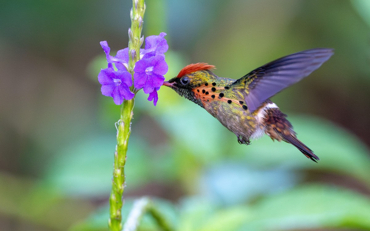 Tufted Coquette - ML623065710