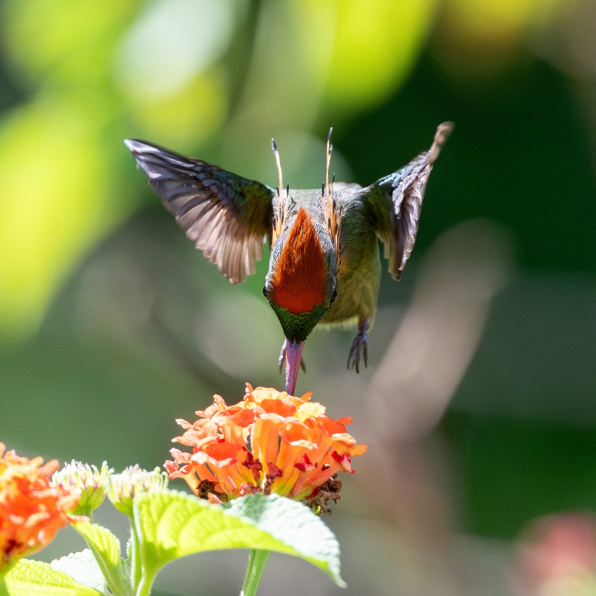 Tufted Coquette - ML623065747