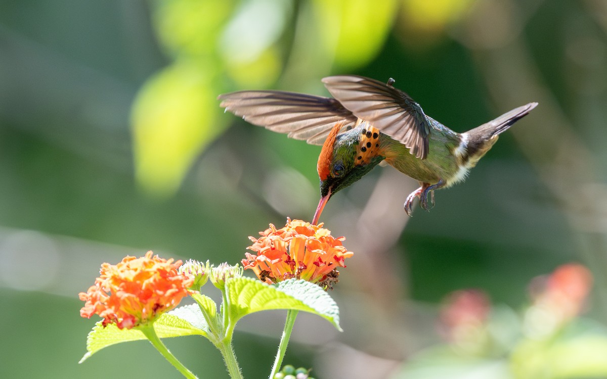 Tufted Coquette - ML623065748