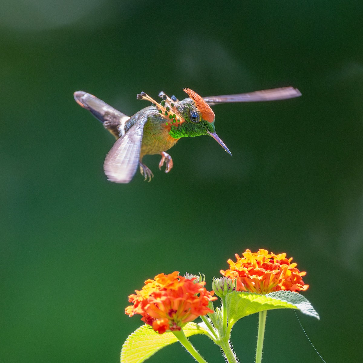 Tufted Coquette - ML623065750