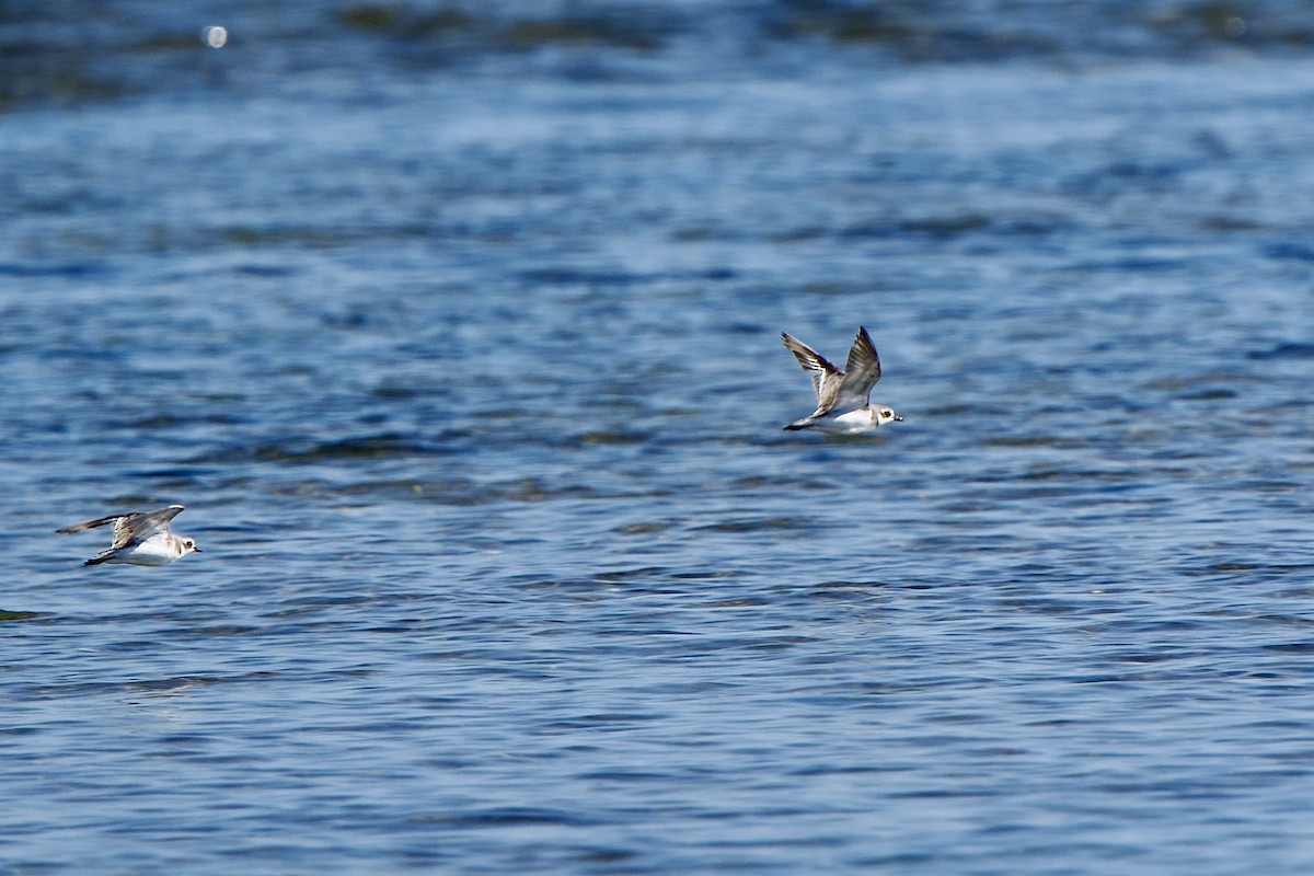 Greater Sand-Plover - ML623065797