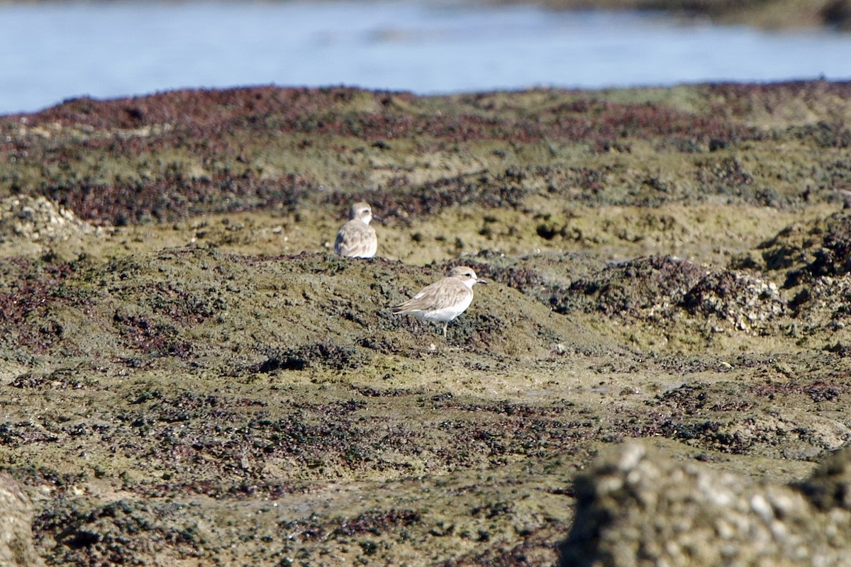 Greater Sand-Plover - ML623065809