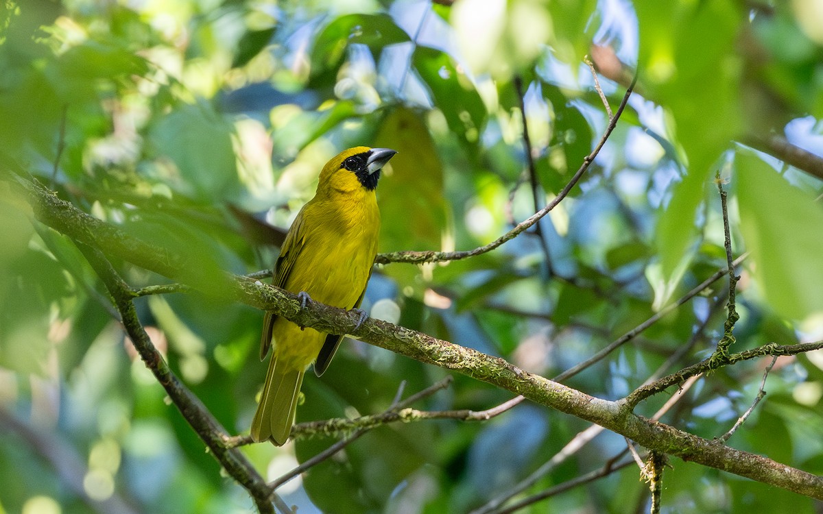 Yellow-green Grosbeak - Serge Horellou