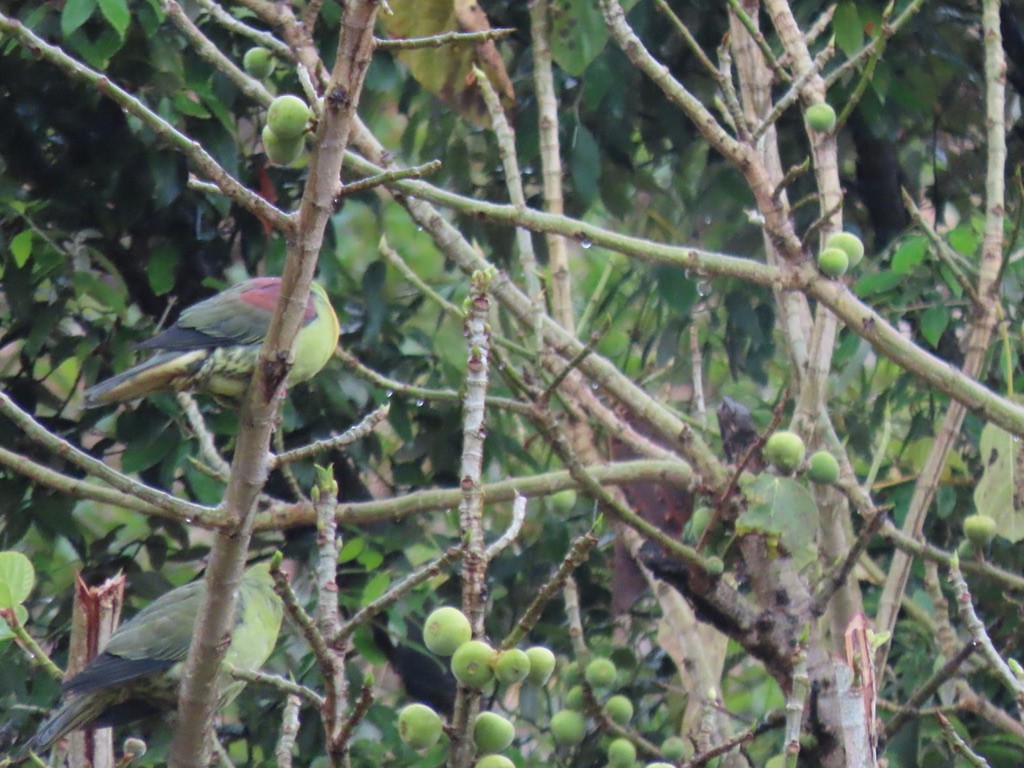 Wedge-tailed Green-Pigeon - ML623065932