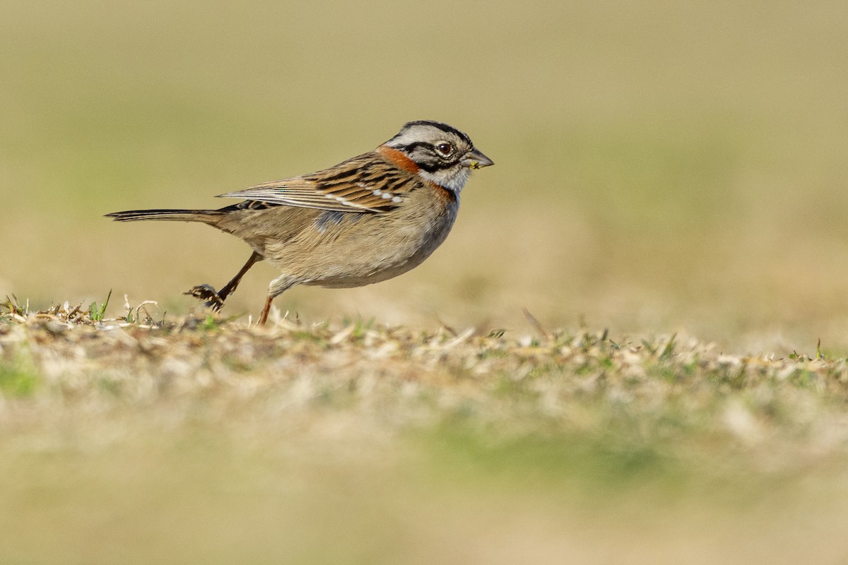 Rufous-collared Sparrow - ADRIAN GRILLI