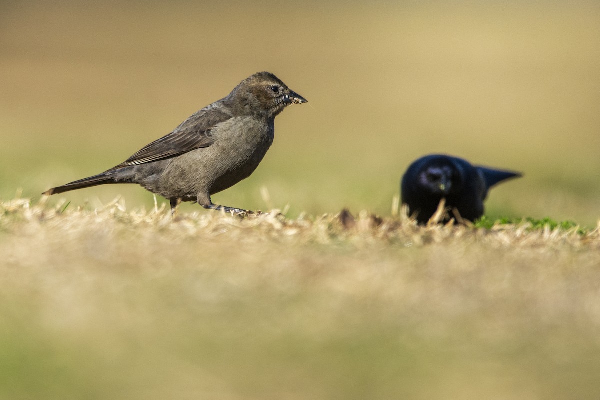 Shiny Cowbird - ML623065955