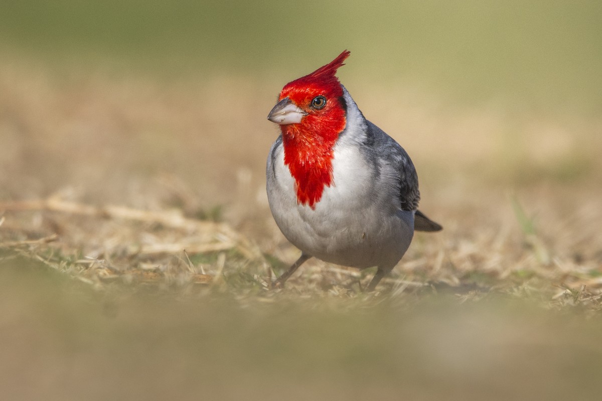 Red-crested Cardinal - ML623065966